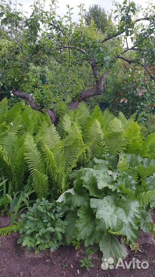 Папортник страусник