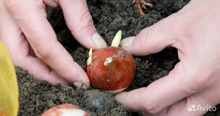 Луковицы тюльпанов