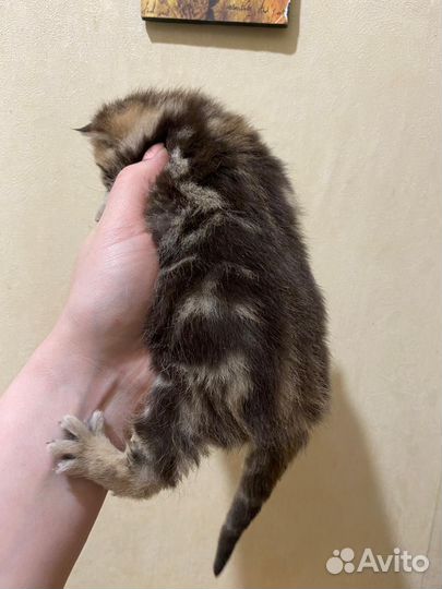 Британские котята