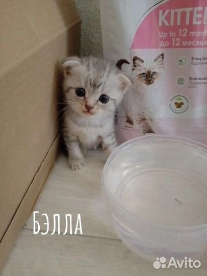 Шотландская