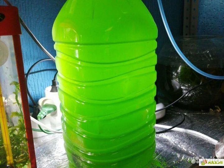 Тетраселмис, креветки, цисты