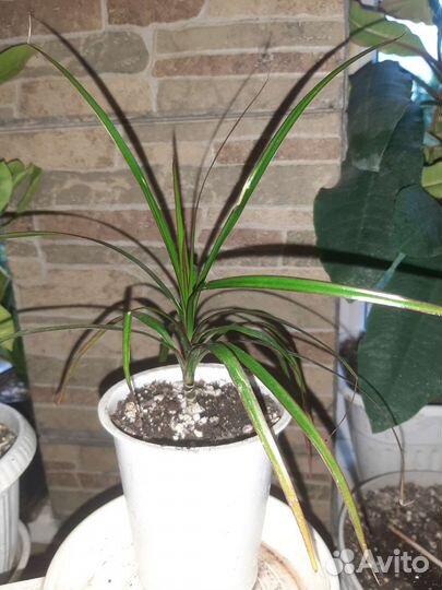 Комнатные домашние растения