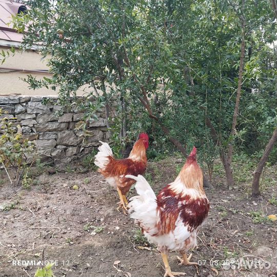 Молодые петухи