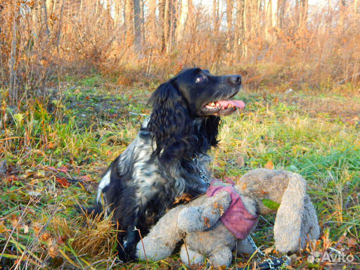 Щенки спаниеля