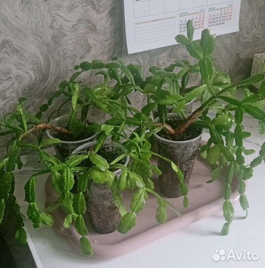 Цветок декабрист