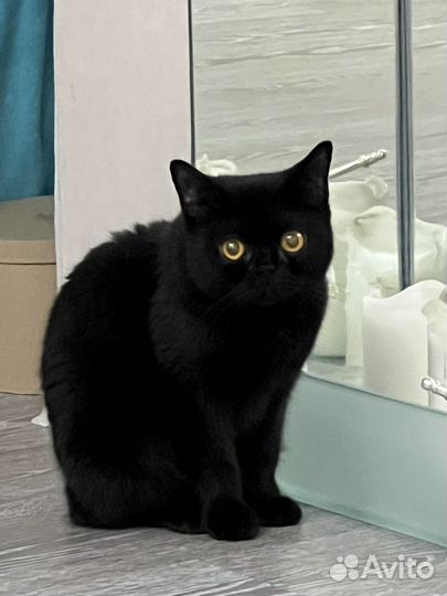 Британская короткошерстная кошка