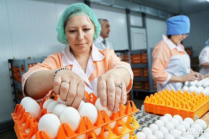 Вахта упаковщик яиц Тульская область