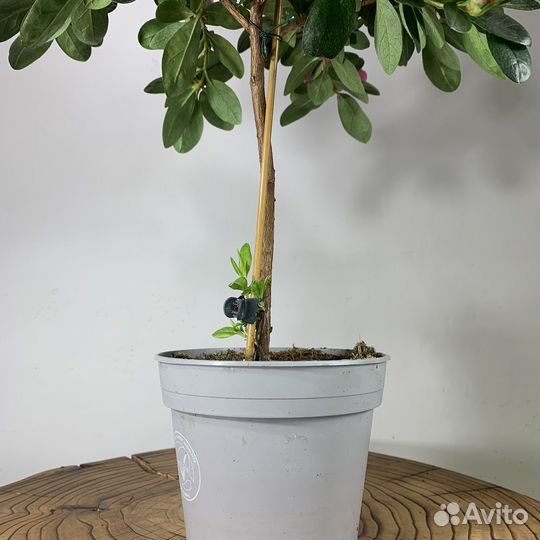 Азалия индика штамб d-12