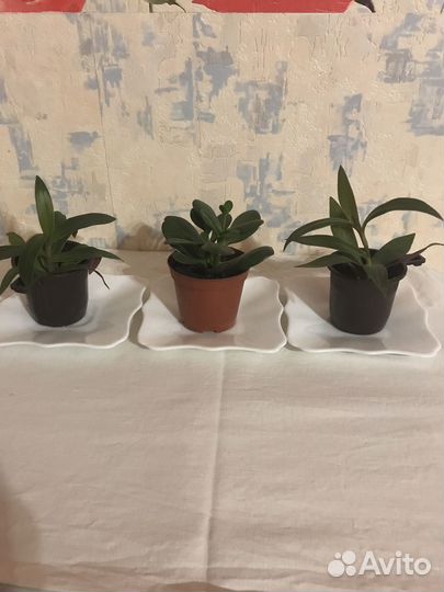 Олеандр махровый