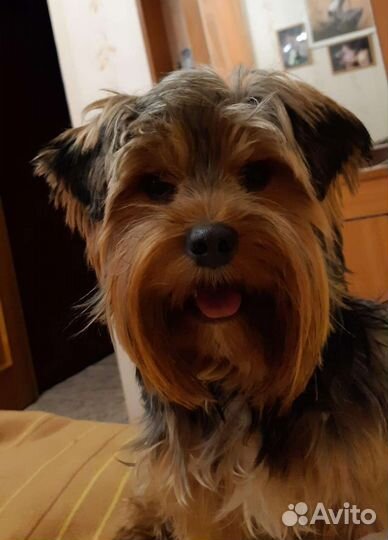 Йоркширский терьер вязка