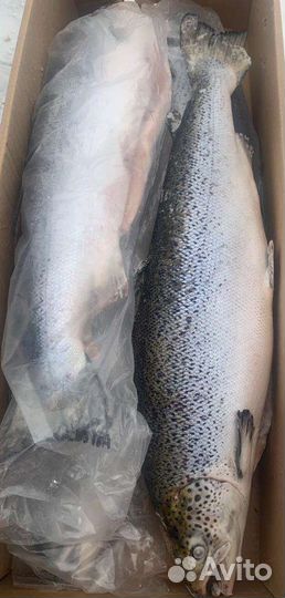 Лосось свежемороженный