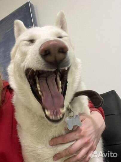 Самый лучший пес в мире в поисках дома