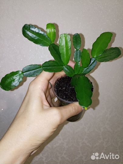 Рипсалидопсис белый и розовый