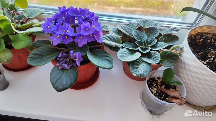 Комнатные цветы