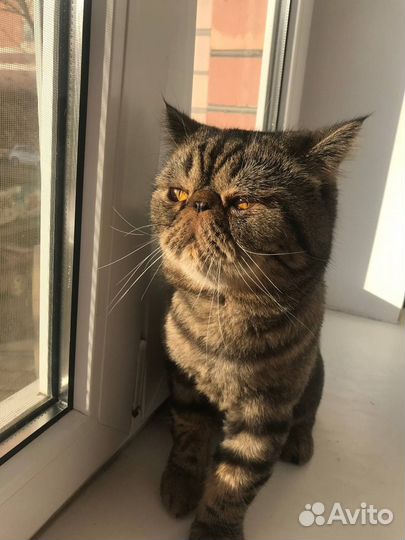 Кот даром Экзот