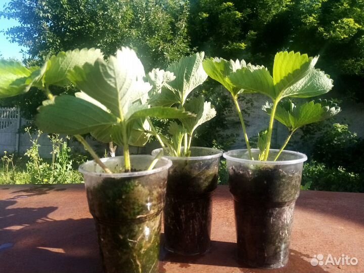 Саженцы клубники (садовой земляники) сорт Мальвина