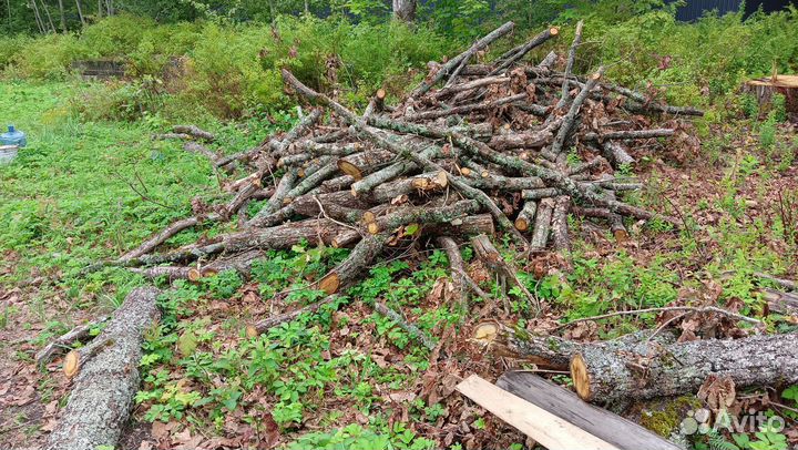 Спилы дубовые