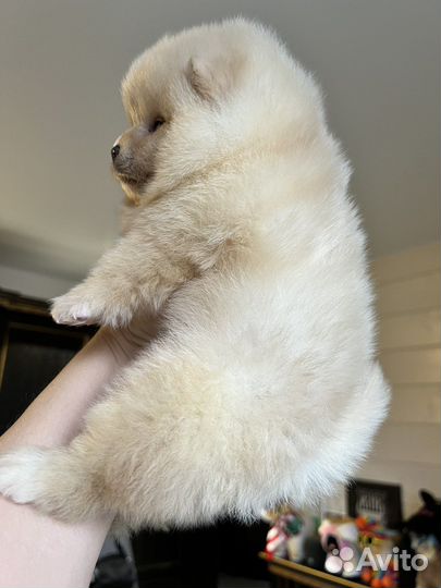 Шпиц мальчики микро/мини