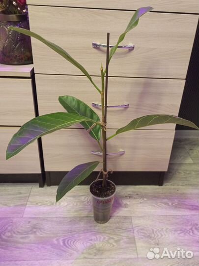 Фикус (можно набором и отдельно)