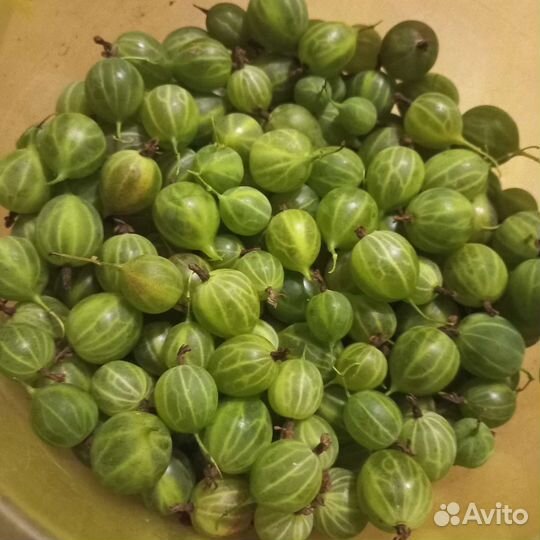 Крыжовник зеленый крупный сладкий