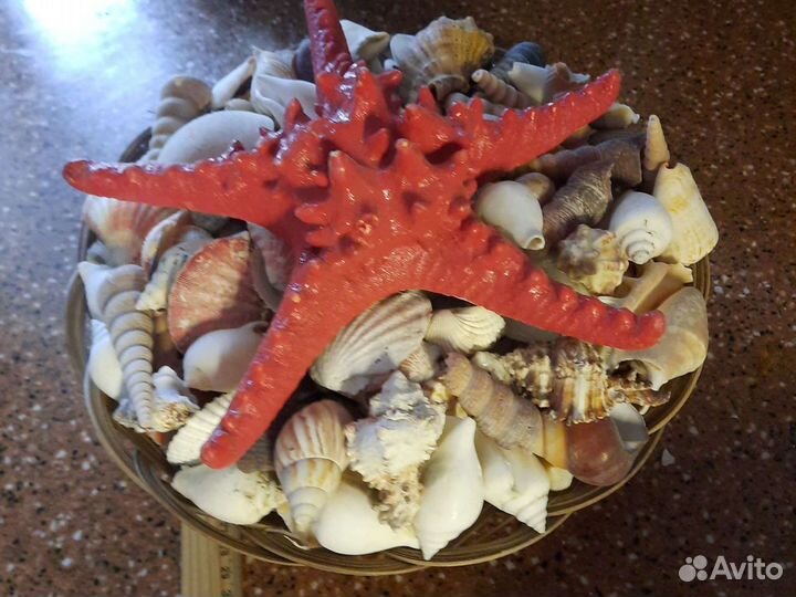Набор ракушек морских раковин и морской звезды