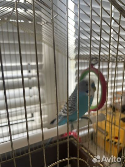 Волнистый попугай ручной с клеткой