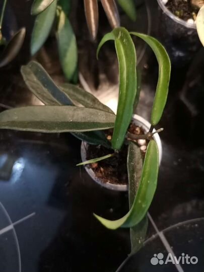 Хойи набором 4 шт