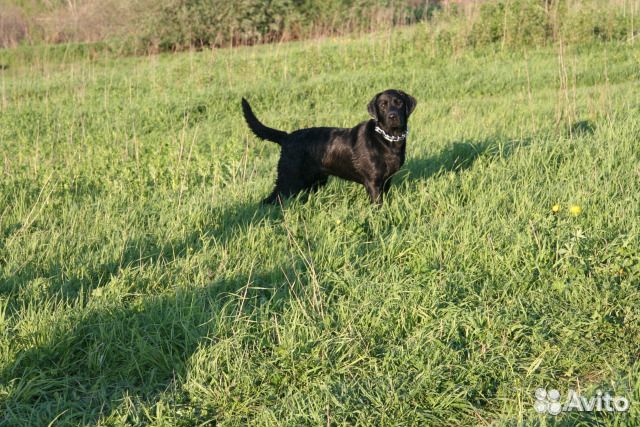 Передержка собак