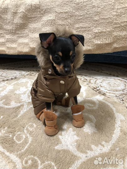 Комбинезон для маленькой собаки xs
