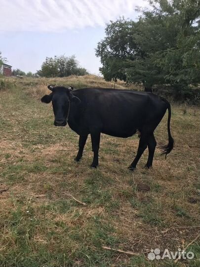 Коровы стельные