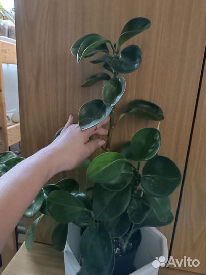 Комнатные растения цветы большие