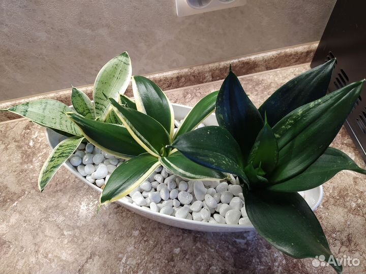 Сансевиерии