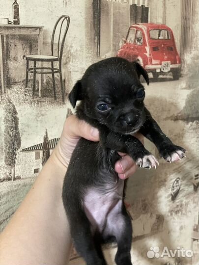 Щенки чихуа