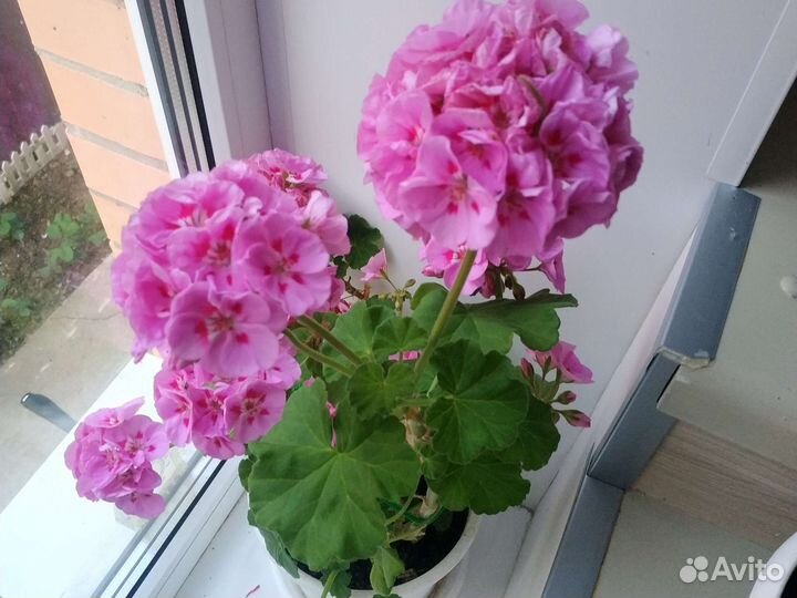 Пеларгония герань сортовая