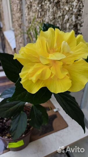 Гибискус и другое