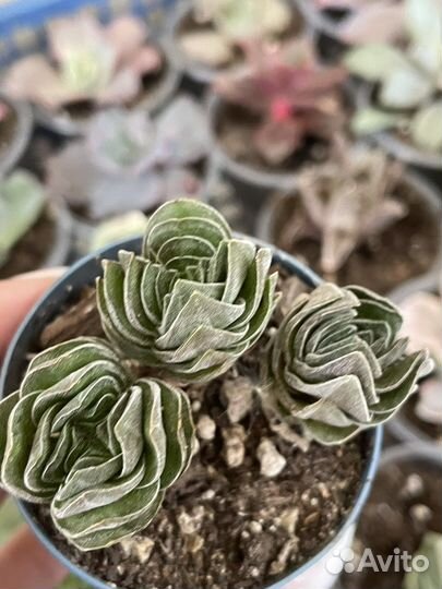 Суккуленты