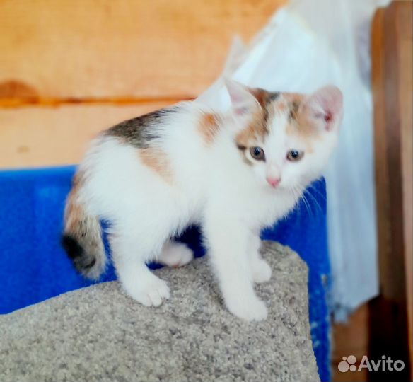Котята-богатки