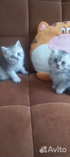 Британские котята