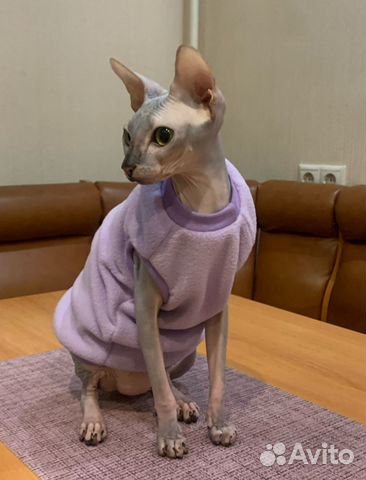 Одежда для сфинкса/одежда для кошек