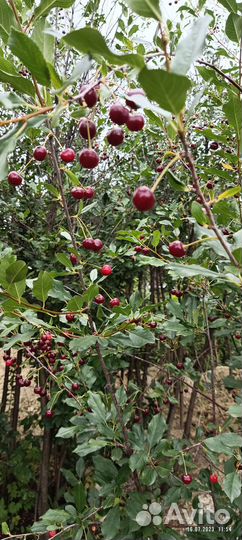 Вишня ягода свежая