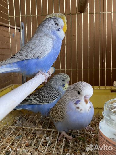 Выставочные волнистые попугаи чехи