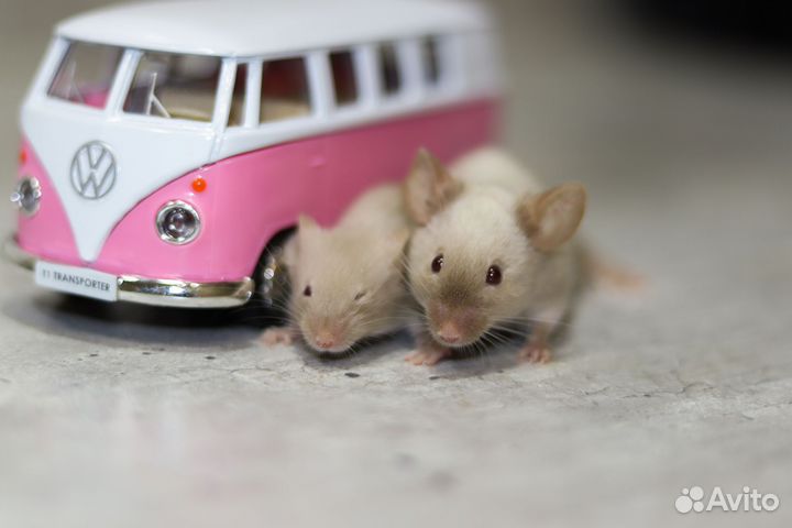 Декоративные сатиновые мыши