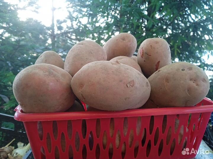 Продам овощи со своего огорода