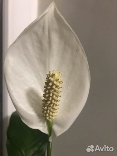 Спатифиллум бегония