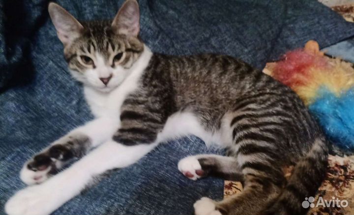 Котенку нужен дом