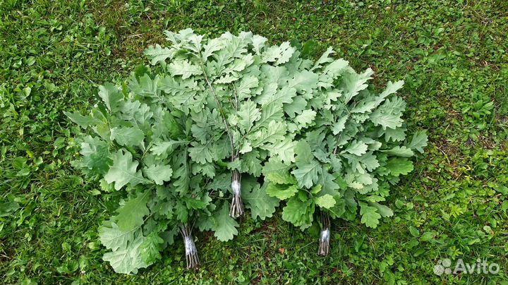 Веники дубовые для бани