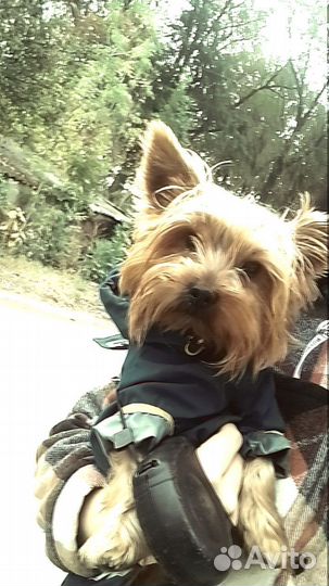 Йоркширский терьер