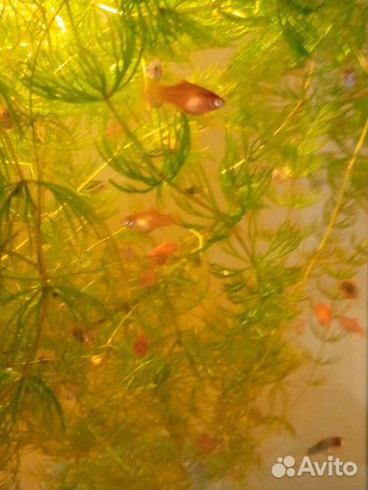 Пецилии и улитки ампулярии