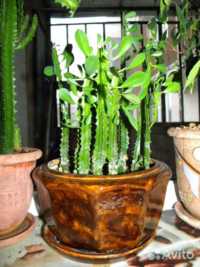 Молочай трехгранный