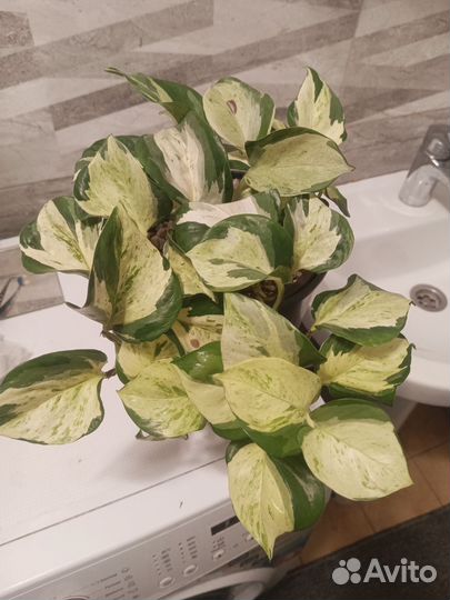 Сциндапсус марбл эппл